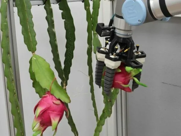 Dragonbot 4 pitayas